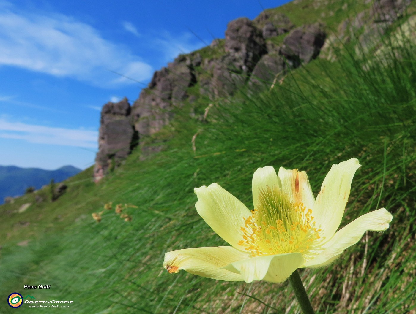 21 Il giallo splendente del fiore risalta sul  verde intenso dell'erba .JPG